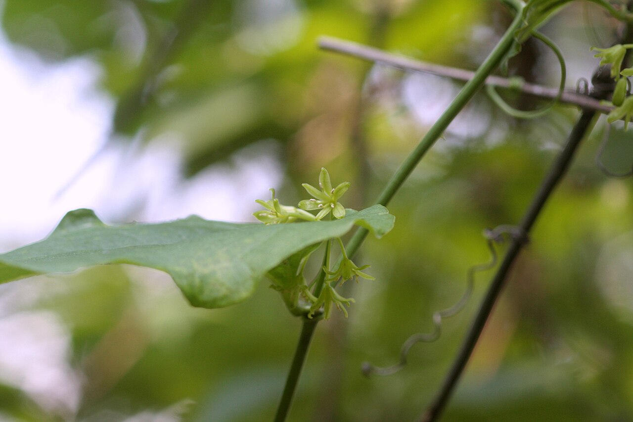 Smilax sieboldii: the male flower of the Siebold Greenbrier in Bupyeong, Korea