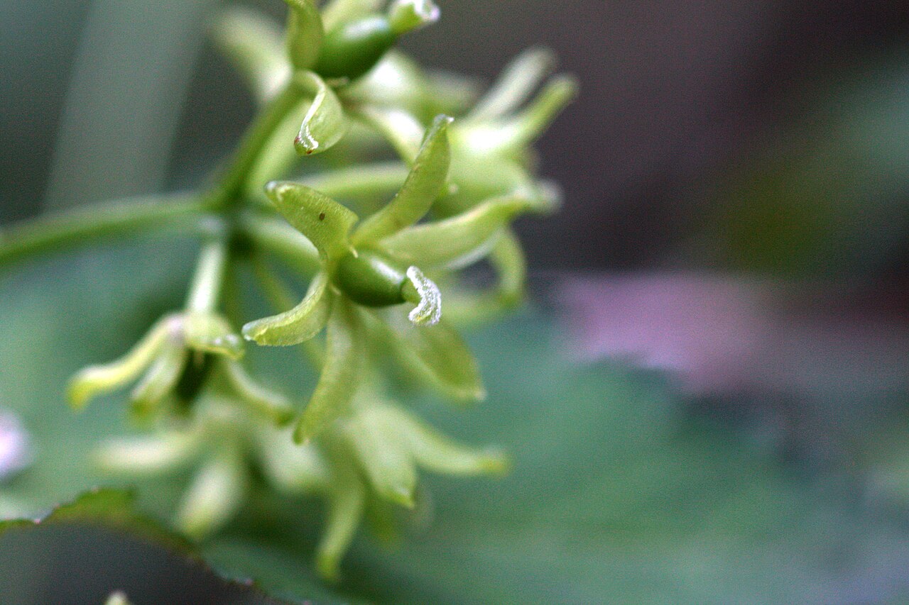 Smilax sieboldii: the Female flower of the Siebold Greenbrier in Bupyeong, Korea
