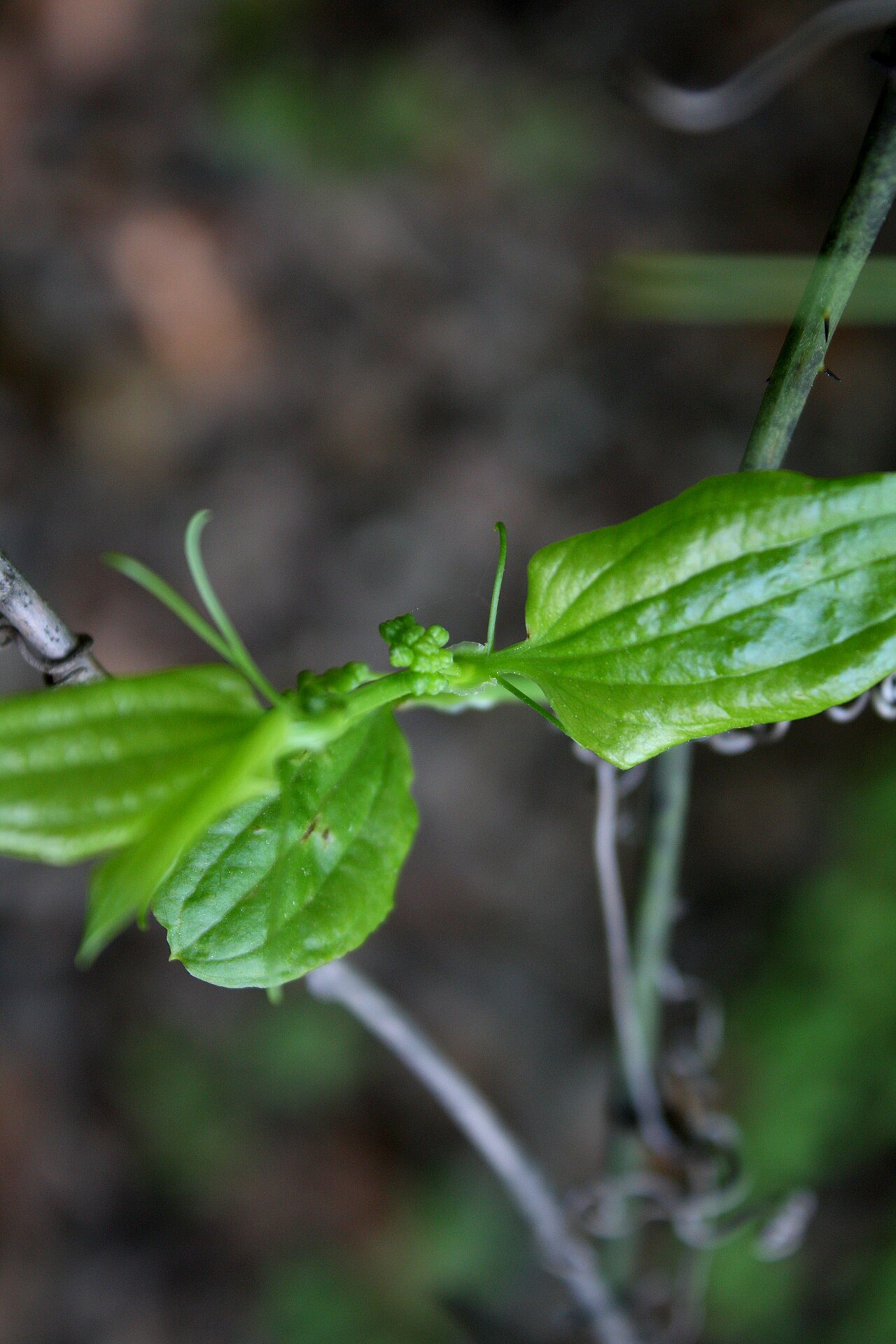 Smilax sieboldii: 청가시덩굴 꽃망울, 부평 만월산 자락