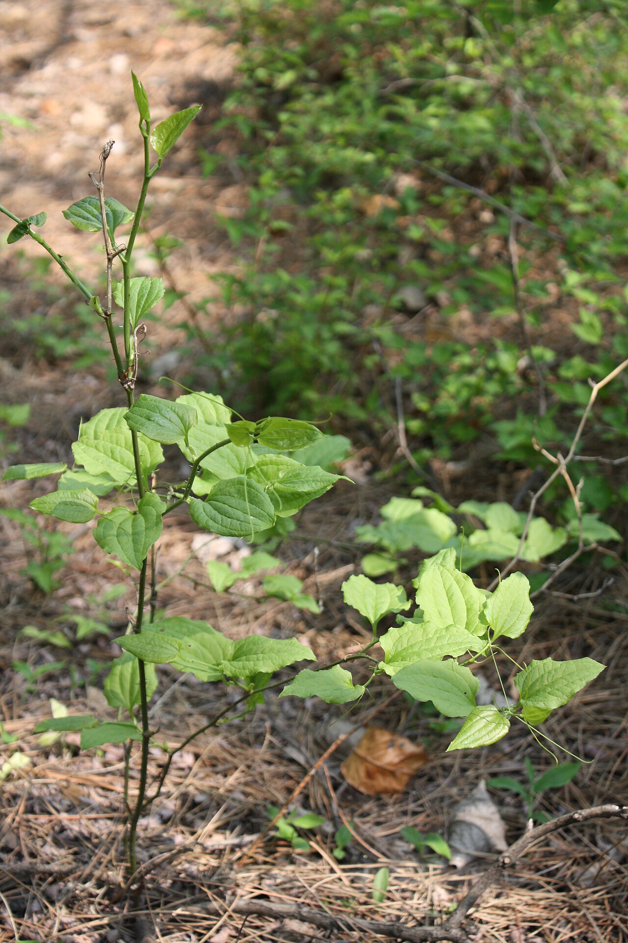 Smilax sieboldii: Siebold Greenbrier in Bupyeong, Korea