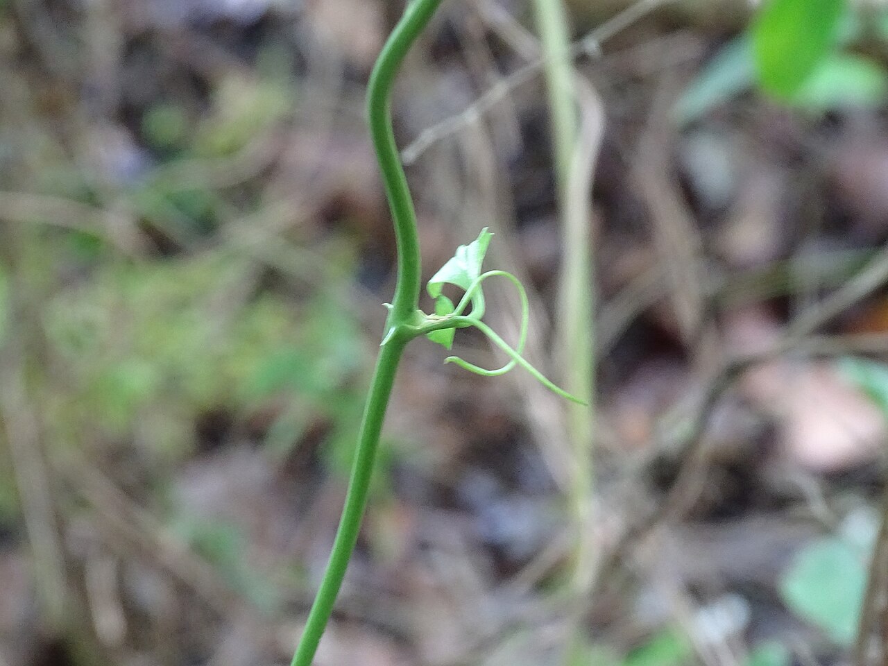 Smilax spinosa: Smilax spinosa in Mexico