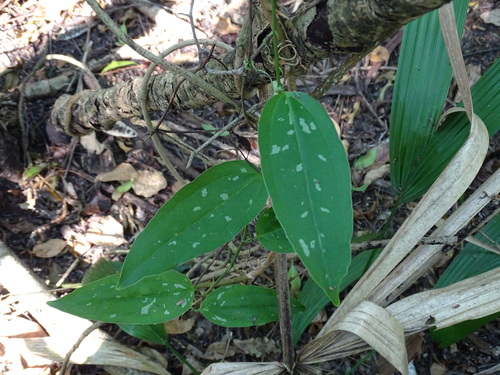 Smilax spinosa (Smilax spinosa)