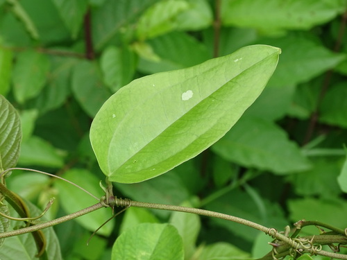 Smilax spinosa (Smilax spinosa)