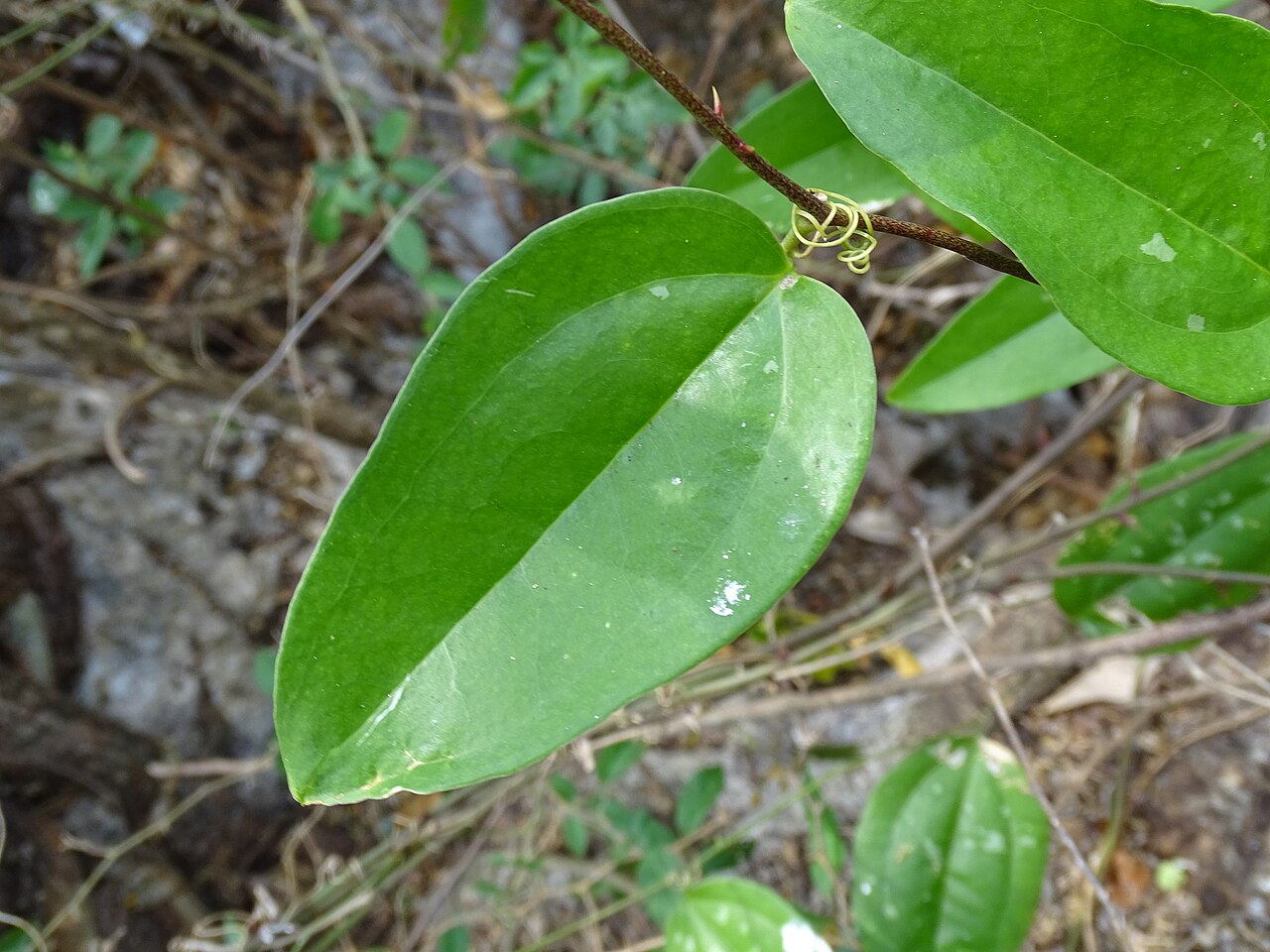 Smilax spinosa: Smilax spinosa in Mexico