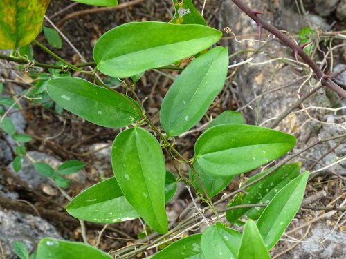 Smilax spinosa (Smilax spinosa)