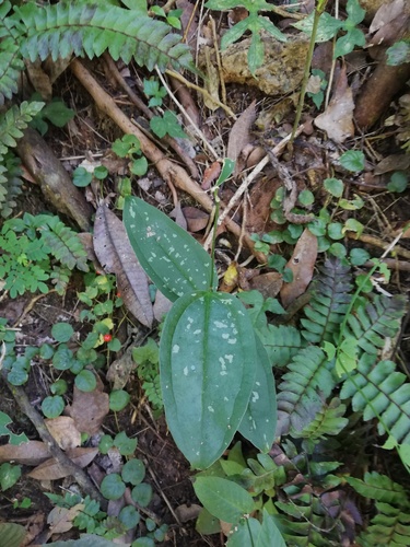 Smilax spinosa (Smilax spinosa)