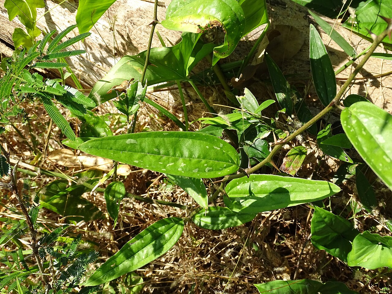 Smilax spinosa: Smilax spinosa in Mexico