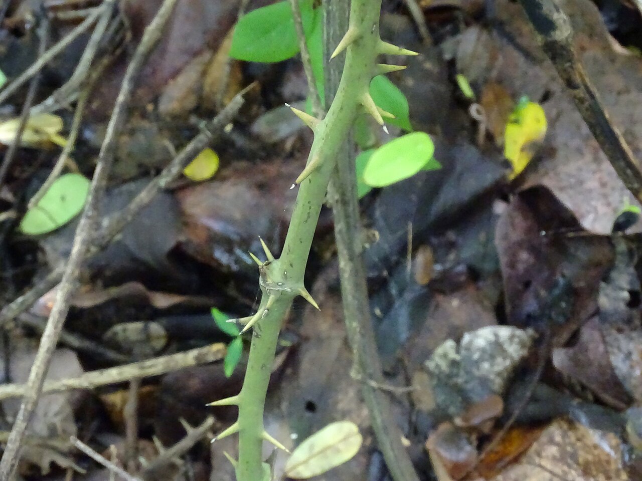 Smilax spinosa: Smilax spinosa in Mexico