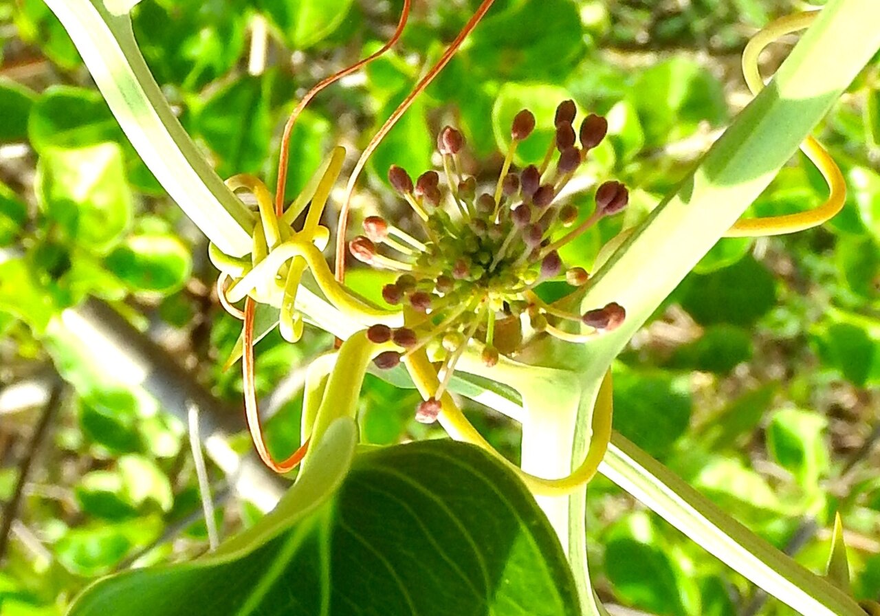 Smilax spinosa: Smilax spinosa in Mexico