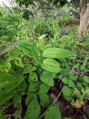 Smilax spinosa (Smilax spinosa)