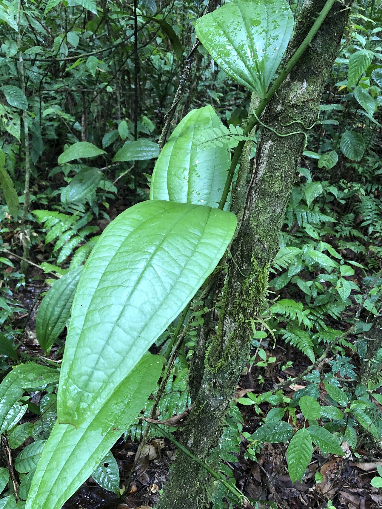 Smilax syphilitica: Smilax siphilitica in Peru
