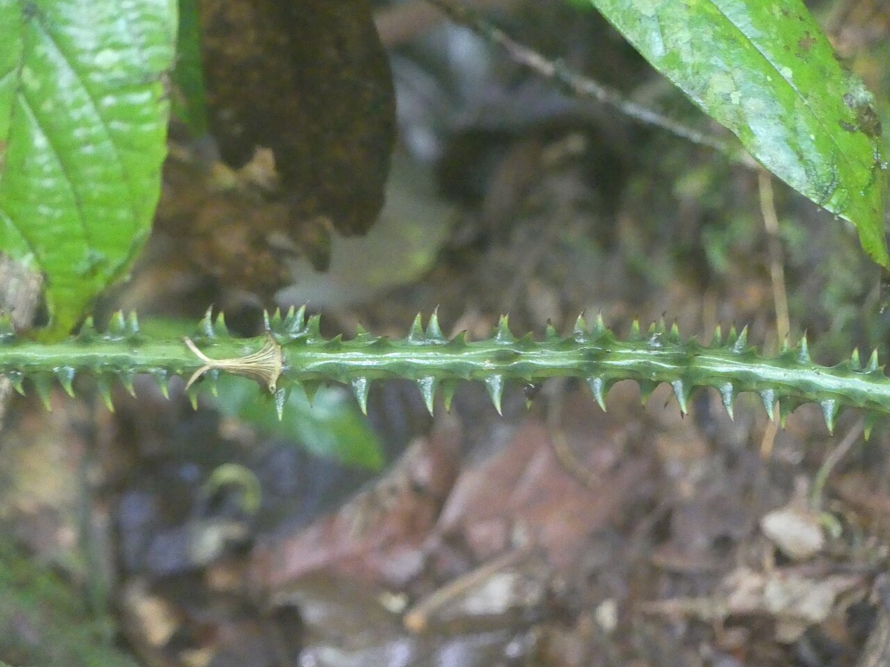 Smilax syphilitica: Smilax siphilitica in French Guiana