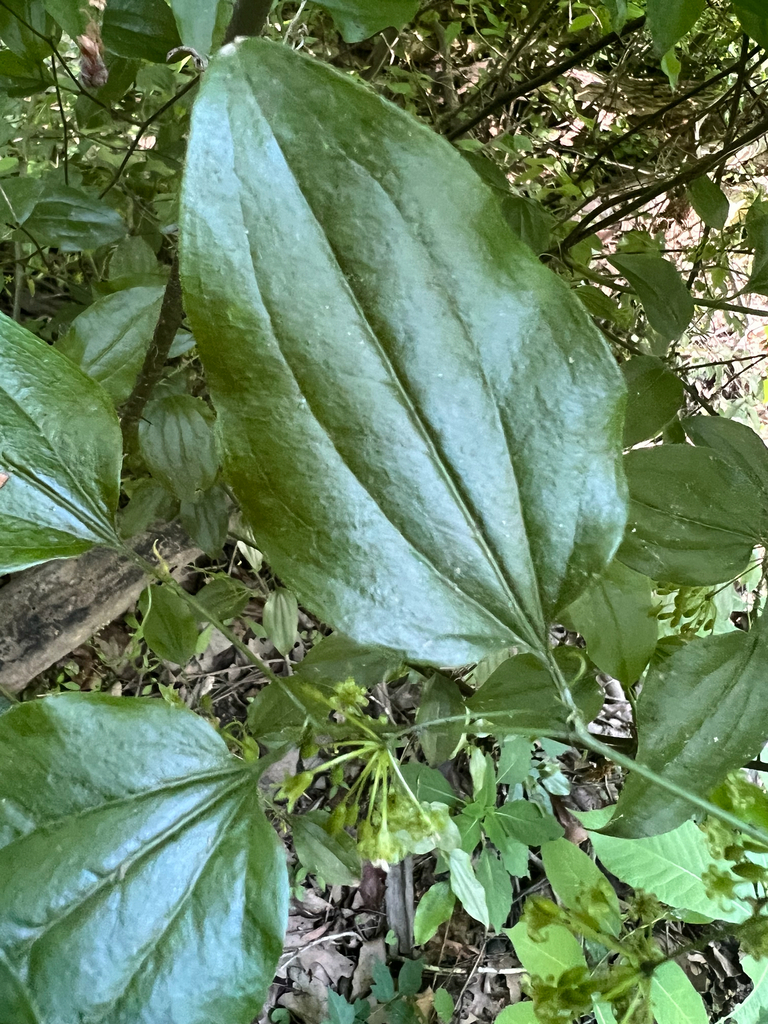 Bristly greenbrier (Smilax tamnoides)