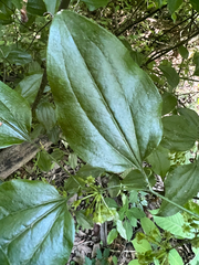 Bristly greenbrier (Smilax tamnoides)
