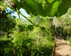 Bristly greenbrier (Smilax tamnoides)