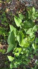Bristly greenbrier (Smilax tamnoides)