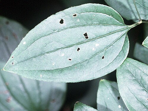 Bristly greenbrier: Smilax tamnoides L. (syn. Smilax hispida Muhl. ex Torr.) - bristly greenbrier