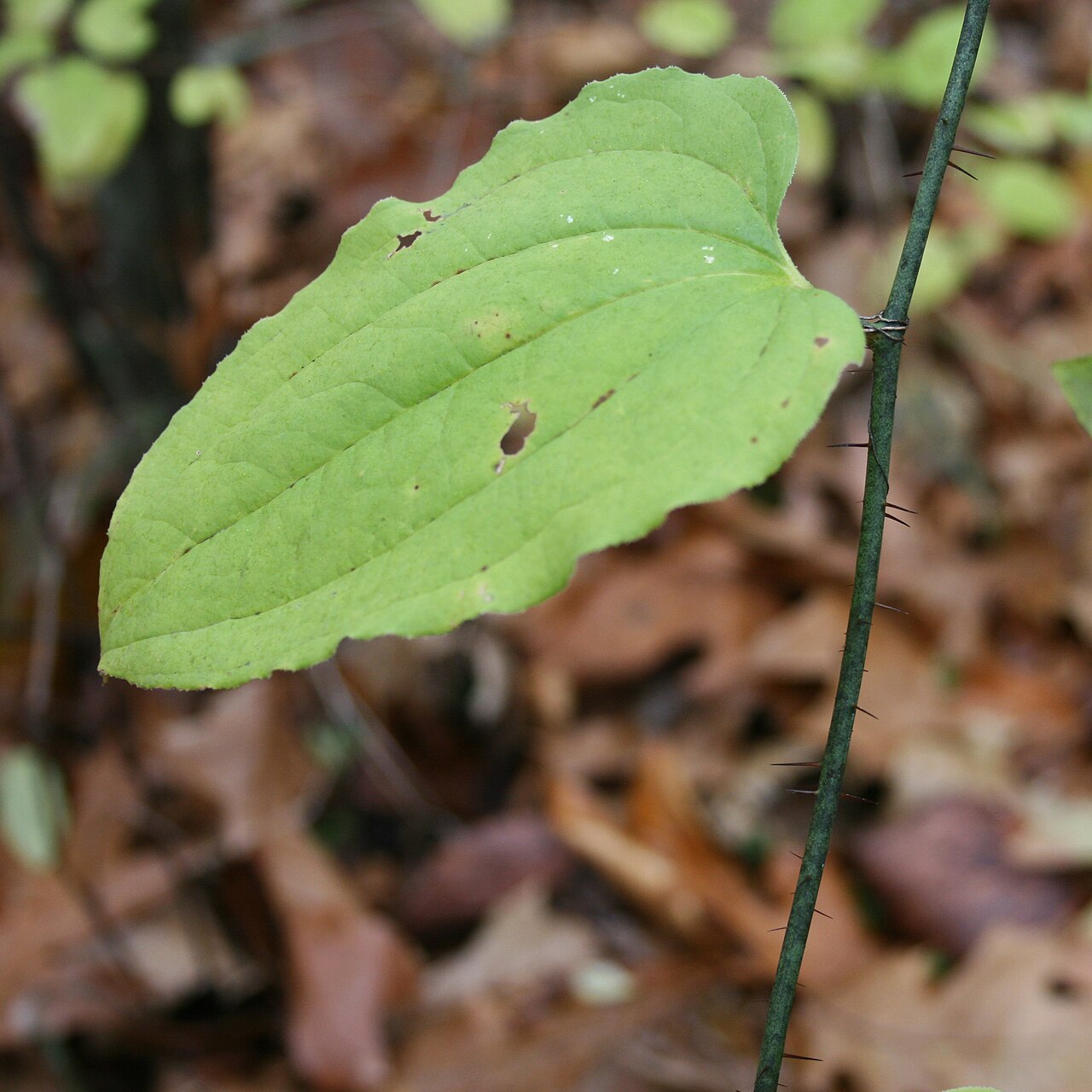 Bristly greenbrier: Bristly Greenbriar ( Smilax hispida = Smilax tamnoides ) at Fort Custer Recreation Area , Augusta , MI .