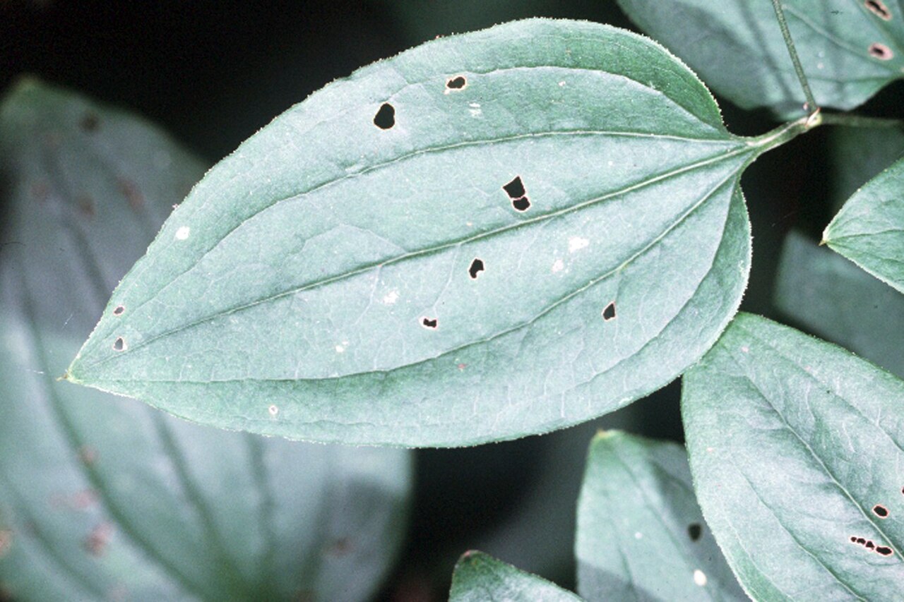 Bristly greenbrier: Smilax tamnoides L. (syn. Smilax hispida Muhl. ex Torr.) - bristly greenbrier