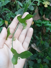 Bristly greenbrier (Smilax tamnoides)