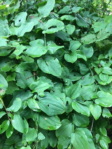 Bristly greenbrier (Smilax tamnoides)