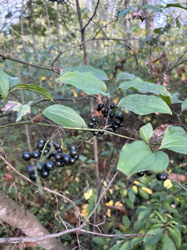 Bristly greenbrier (Smilax tamnoides)