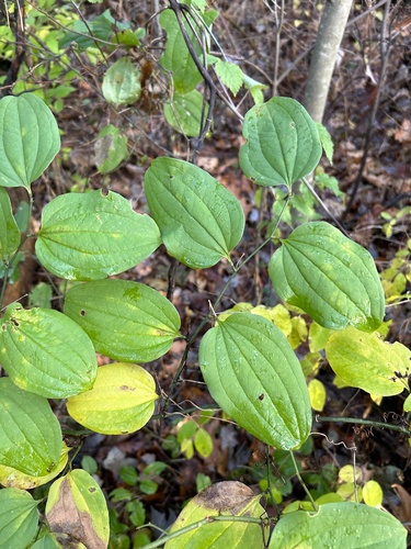 Bristly greenbrier (Smilax tamnoides)