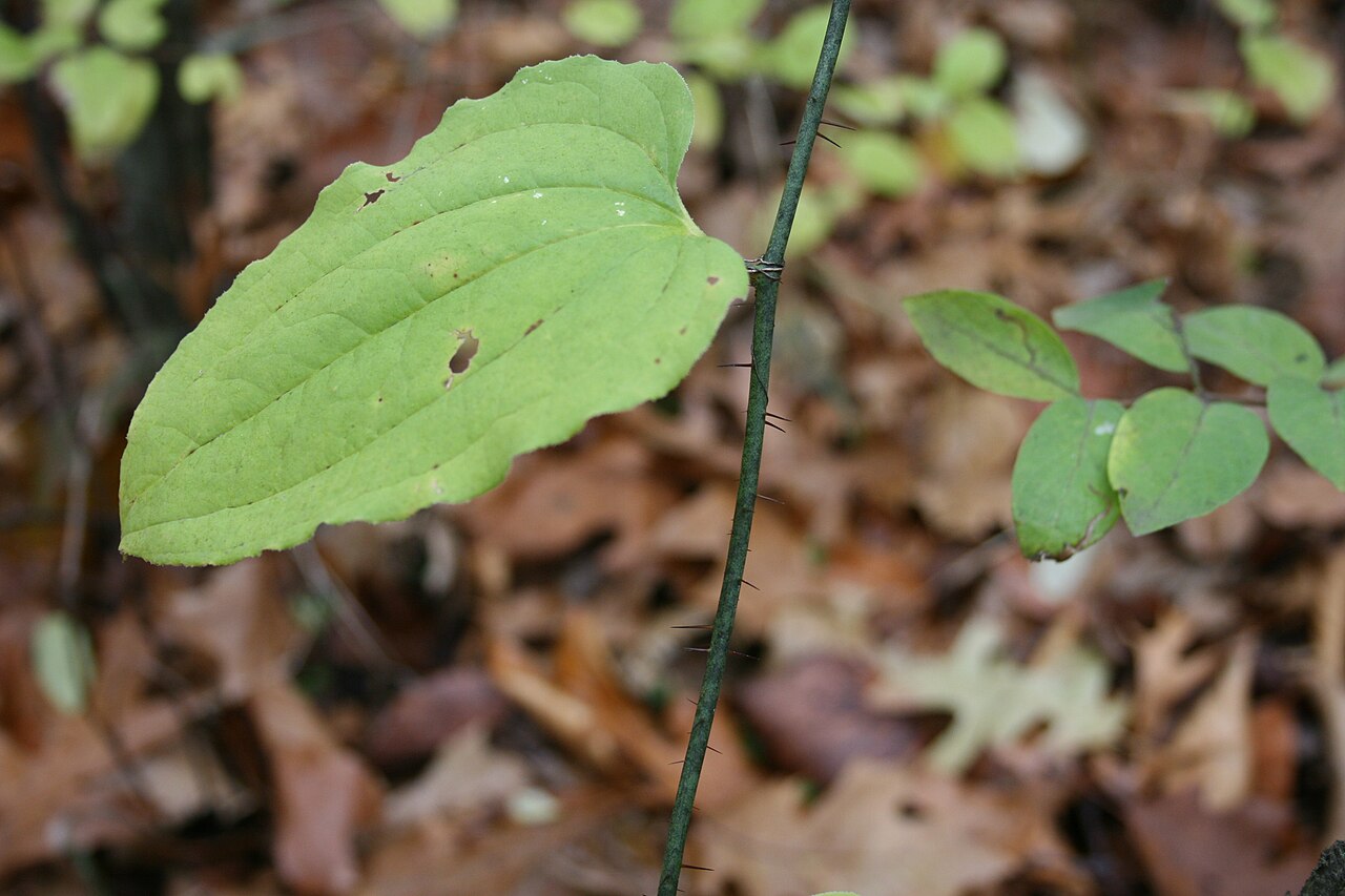 Bristly greenbrier: Bristly Greenbriar ( Smilax hispida = Smilax tamnoides ) at Fort Custer Recreation Area , Augusta , MI .