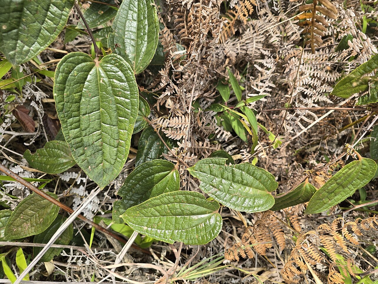 Smilax tomentosa: Smilax tomentosa in Colombia