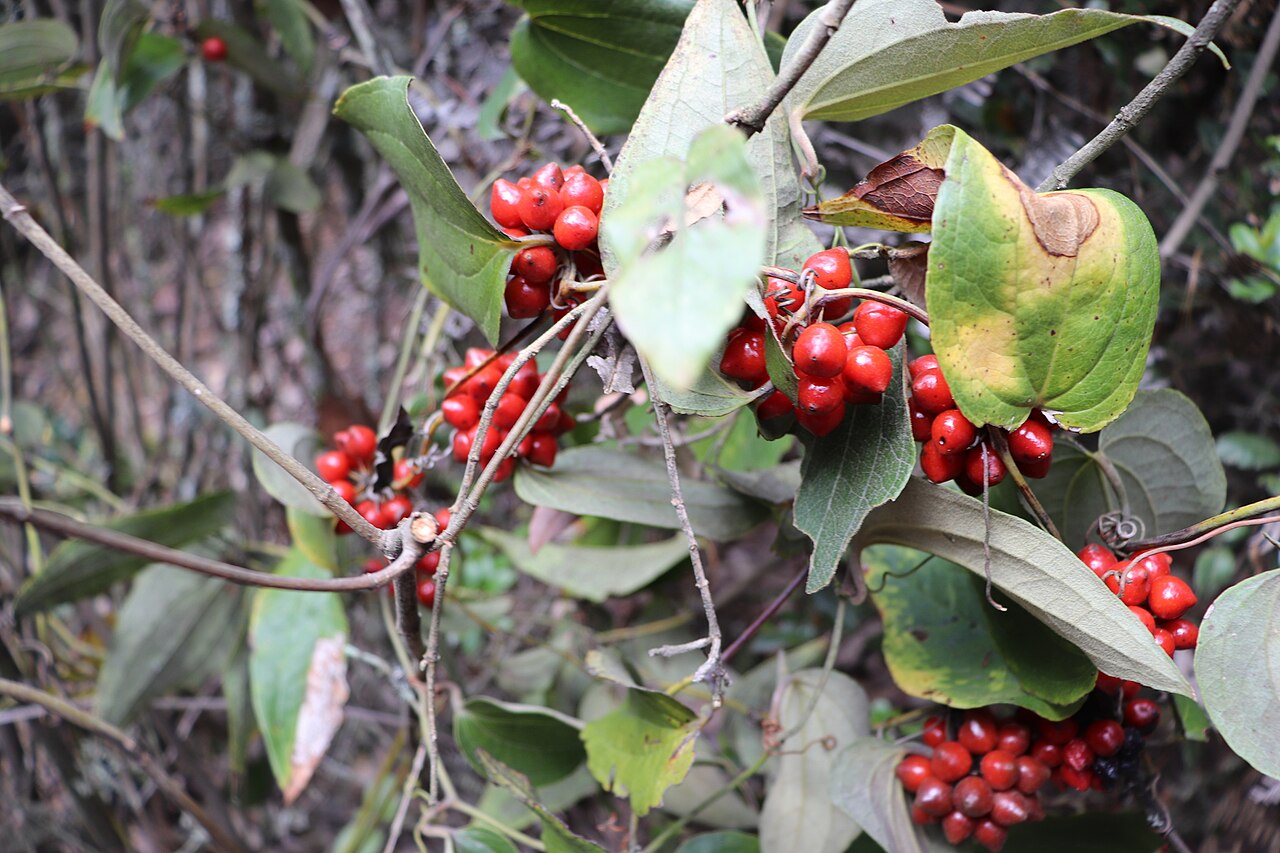 Smilax tomentosa: Smilax tomentosa in Colombia