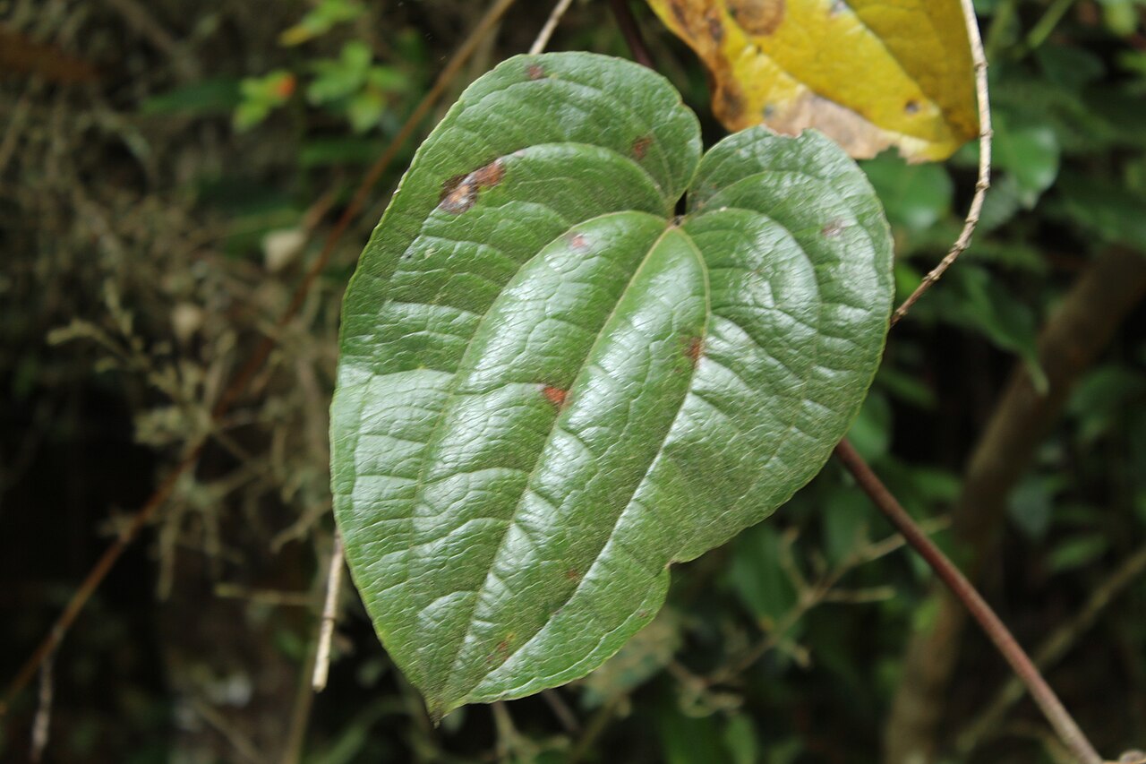 Smilax tomentosa: Smilax tomentosa in Colombia