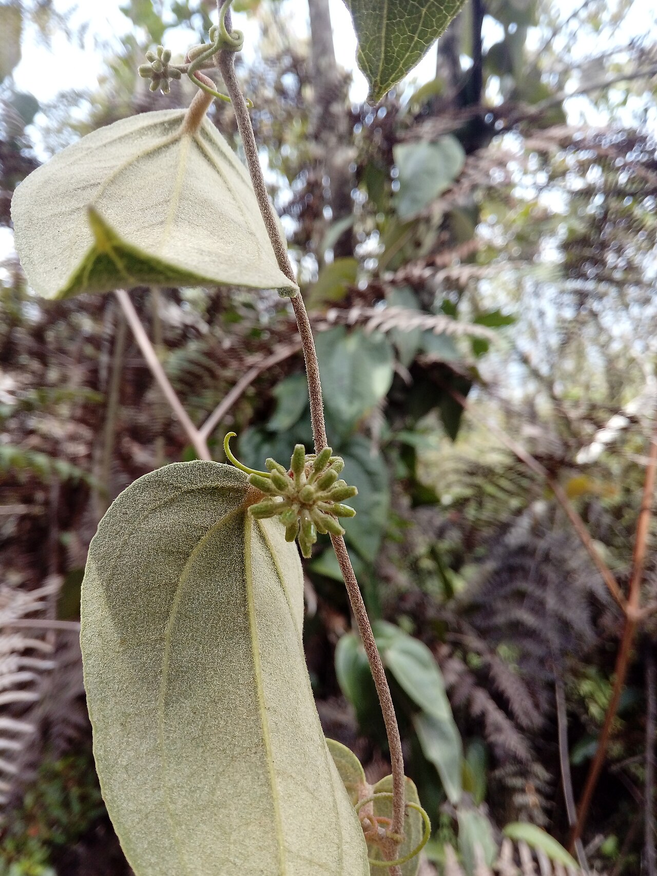 Smilax tomentosa: Smilax tomentosa en un bosque nativo