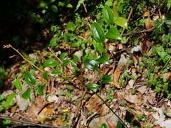 Smilax vaginata (Smilax vaginata)