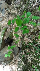 Smilax vaginata (Smilax vaginata)