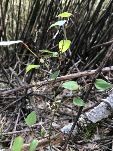 Smilax vaginata (Smilax vaginata)