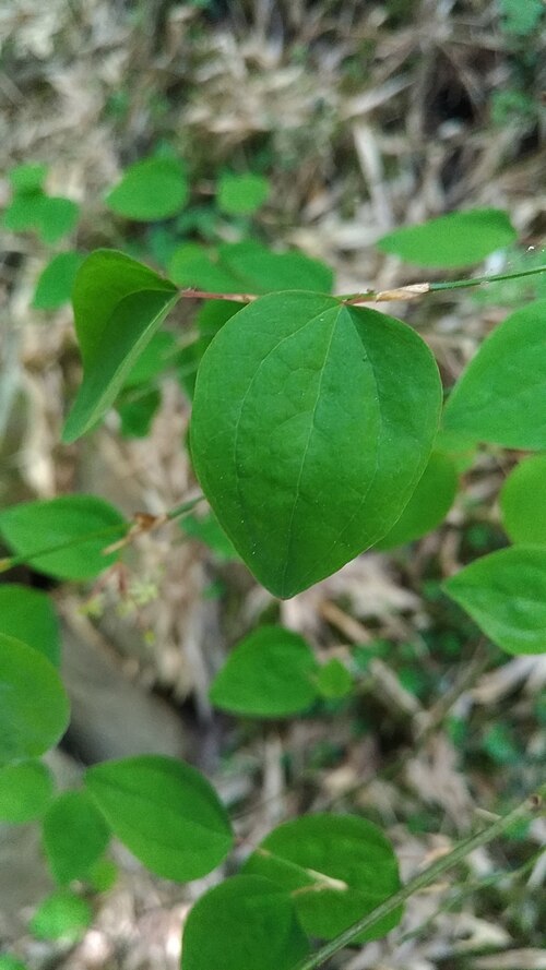Smilax vaginata: Smilax vaginata in Taiwan