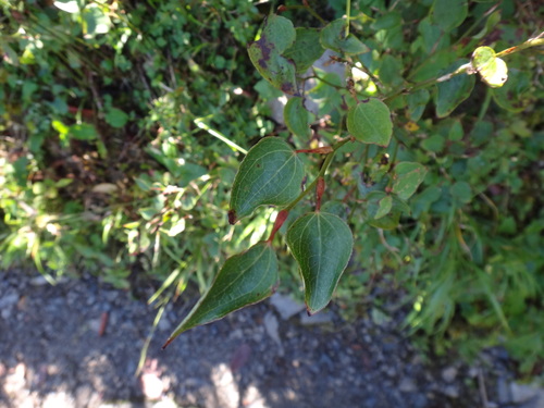 Smilax vaginata (Smilax vaginata)