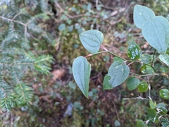 Smilax vaginata (Smilax vaginata)