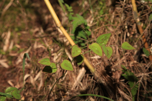 Smilax vaginata (Smilax vaginata)
