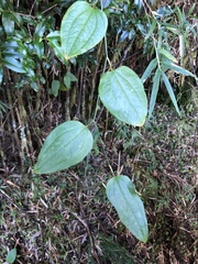 Smilax vaginata (Smilax vaginata)