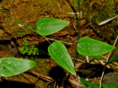 Smilax vaginata (Smilax vaginata)