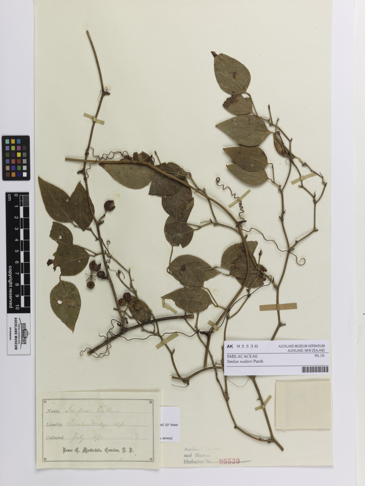 Coral greenbrier (Smilax walteri)