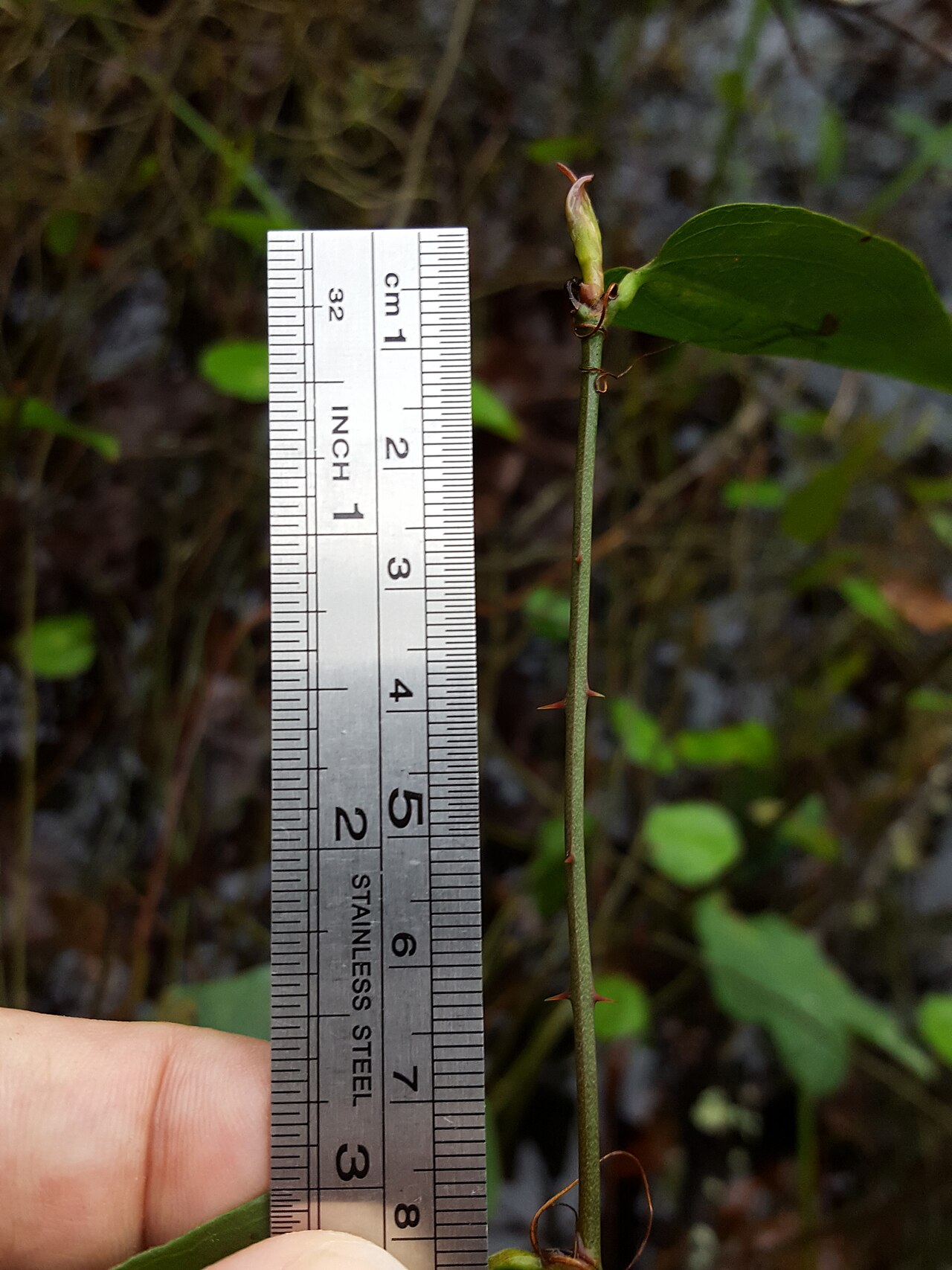 Coral greenbrier: Coral Greenbrier ( Smilax walteri ) in the United States