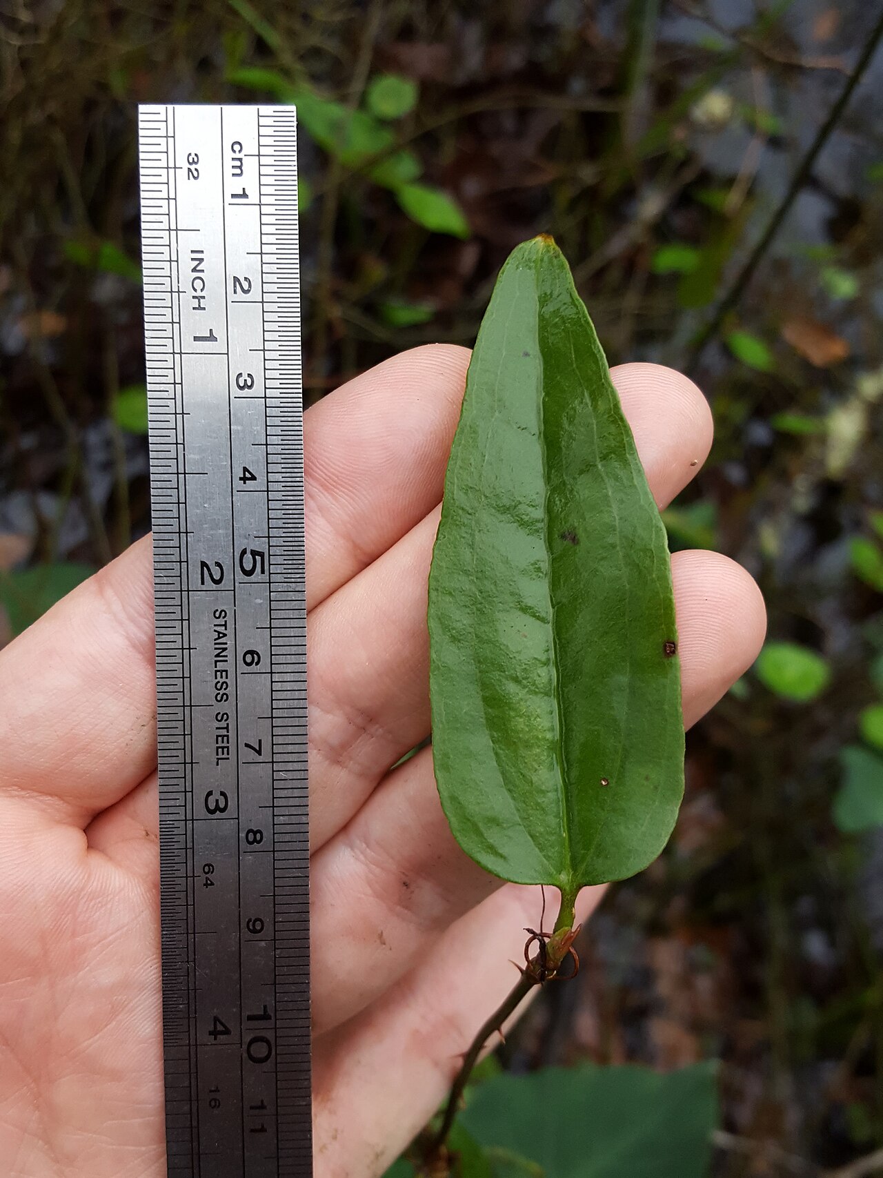 Coral greenbrier: Coral Greenbrier ( Smilax walteri ) in the United States