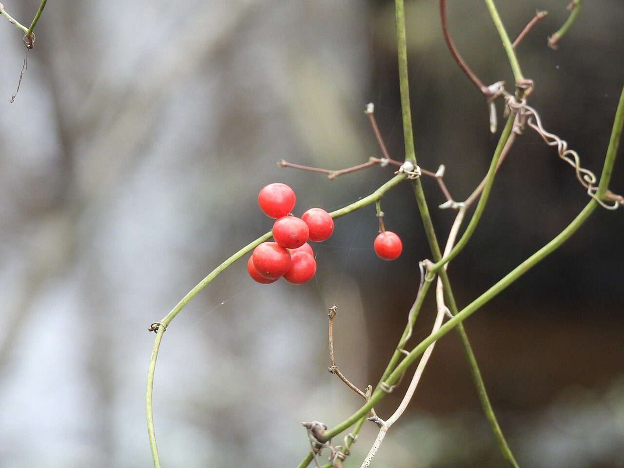 Coral greenbrier: Picture of Smilax walteri from iNaturalist.