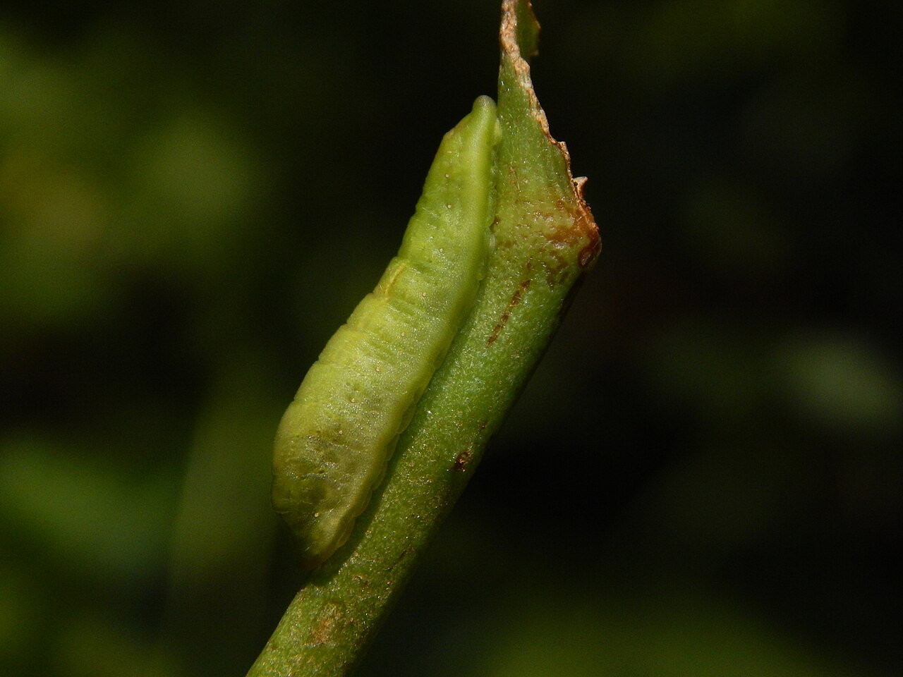 Smilax zeylanica: Caterpillar of Loxura atymnus (Stoll, 1780) – Yamfly on Smilax zeylanica