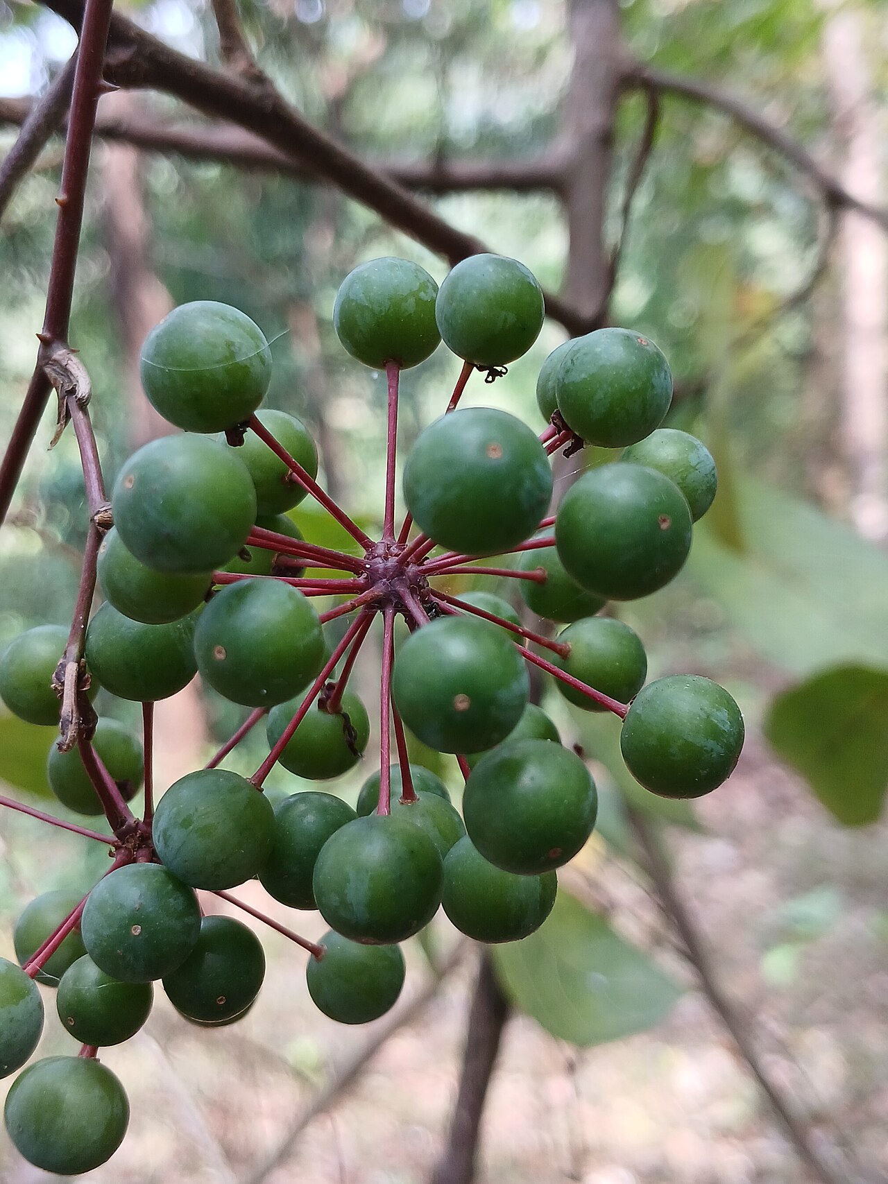 Smilax zeylanica: Ceylon Smilax at Pulikurumba