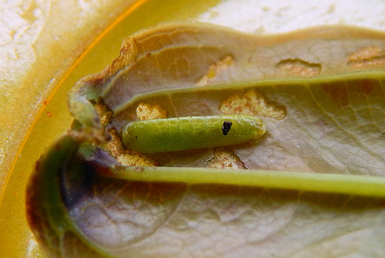 Smilax zeylanica: Loxura atymnus (Stoll, 1780) – Yamfly