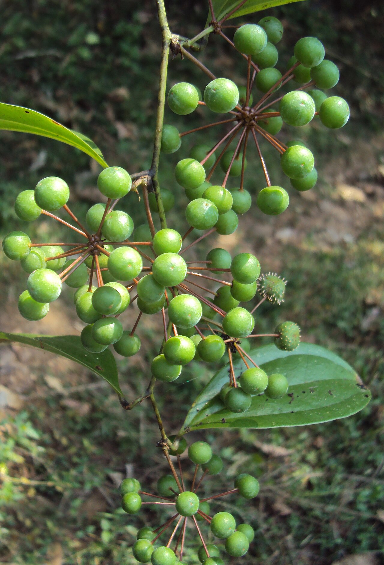 Smilax zeylanica: Smilax zeylanica