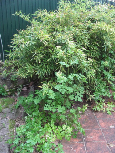 Alexanders (Smyrnium olusatrum)